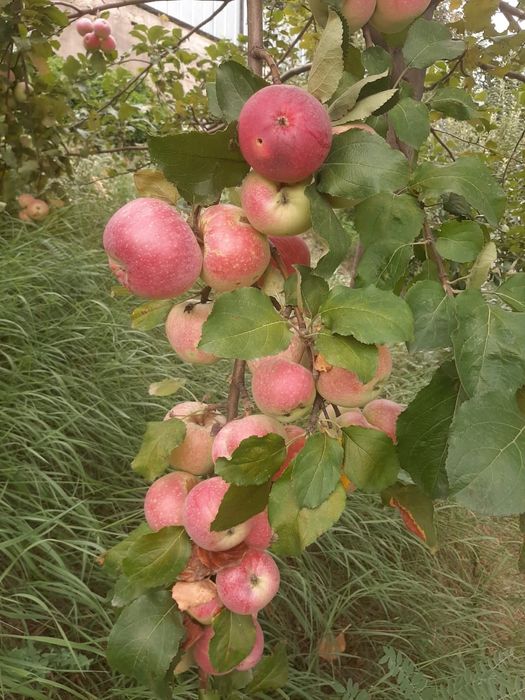 Услуги садовника