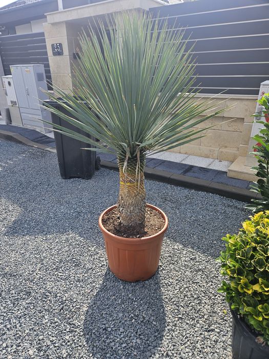 Maslin leilandy phoetinia eonymous Camelia spirale ponpon bonzai