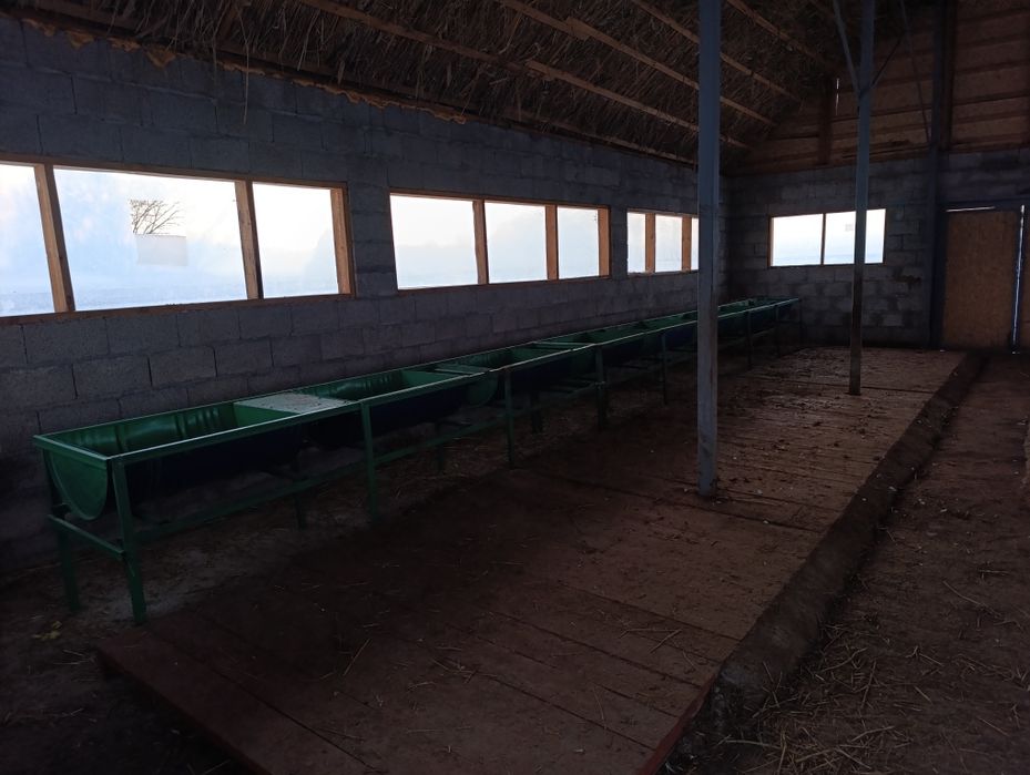 Сауын сиыр немесе бордақылау арналған қора