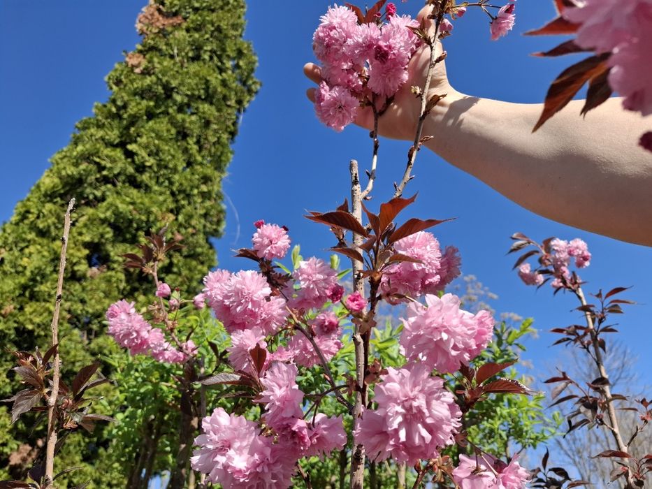 Червенолистна японска вишна Burgundy