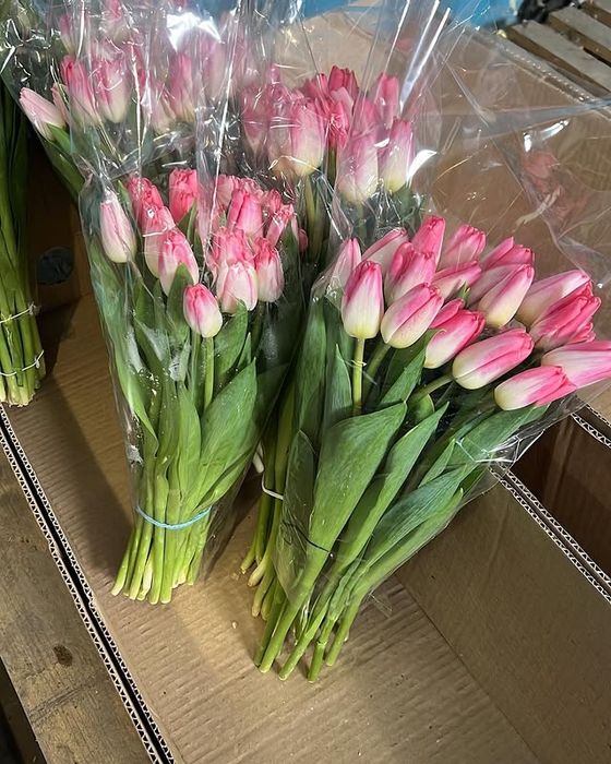 Свежие тюльпаны оптом