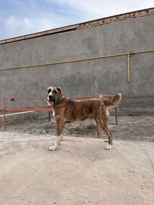 Алабай молодой 1жас 2ай