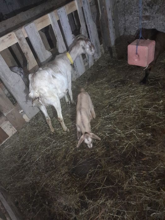 Capre la prima fătare cu iezi