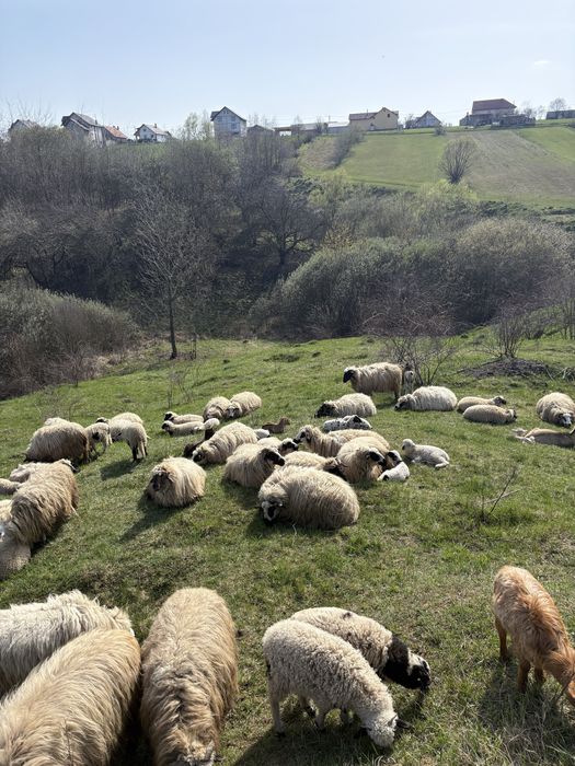 Vand berbecuti si mielute