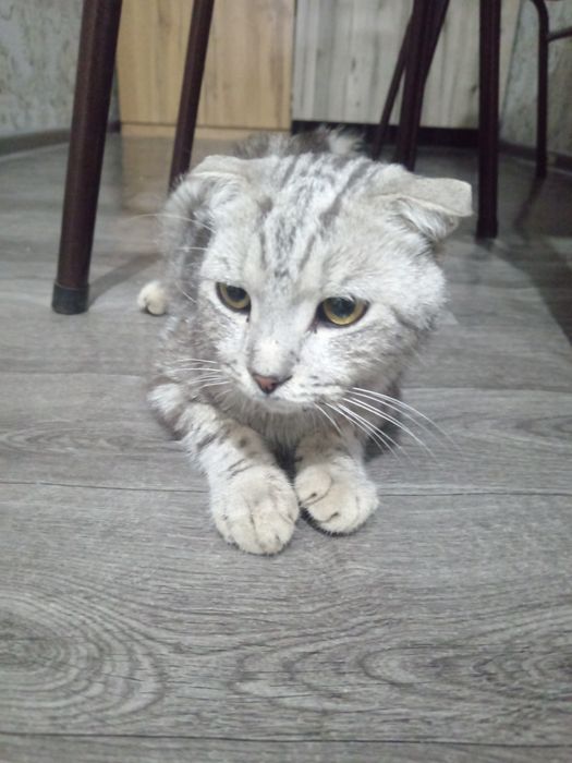 Mushukvoy uydan ko'chaga chiqmagan