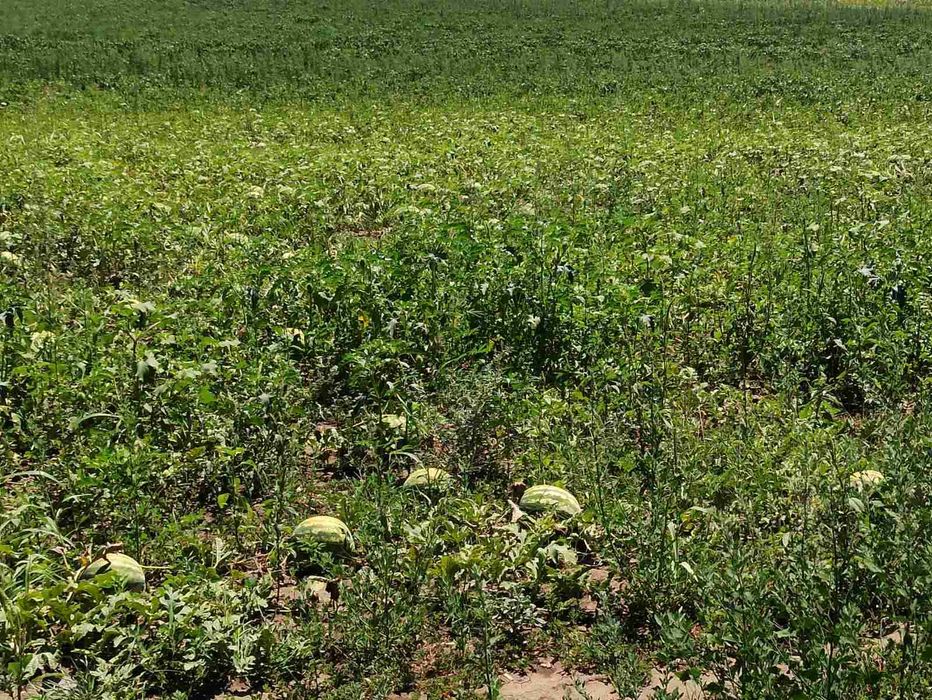 Продава се Земеделски имот в с. Къпиново, Област Добрич -  кв.м за 3296 €/дка - Снимка #14