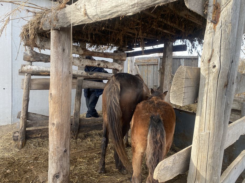 Продам кобылку с жеребенком