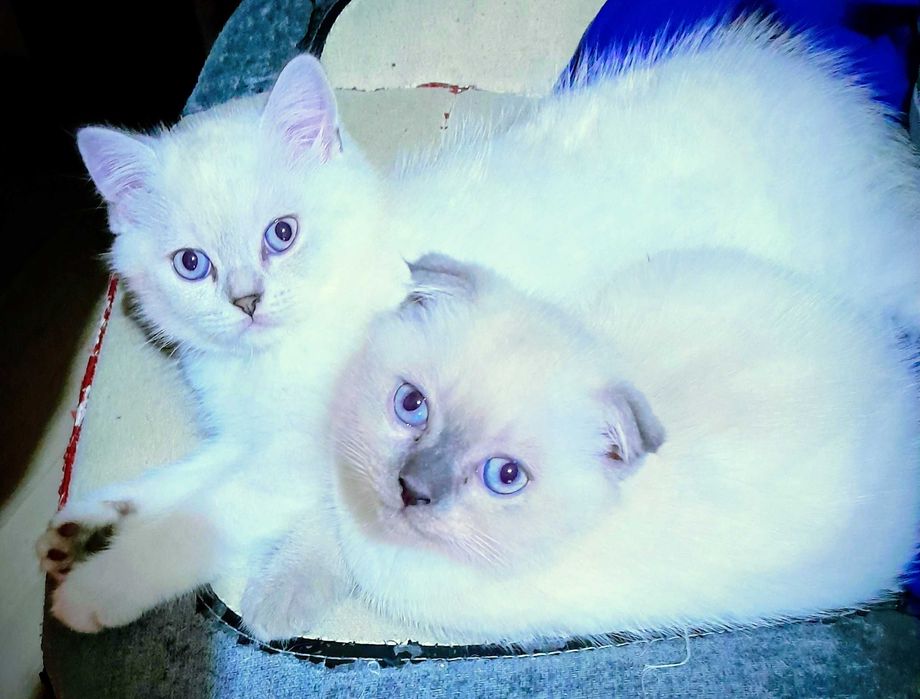 Британска/шотландска сребърна чинчила