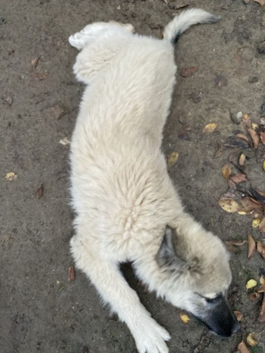 Ofer spre adoptie catel,varsta 3 luni