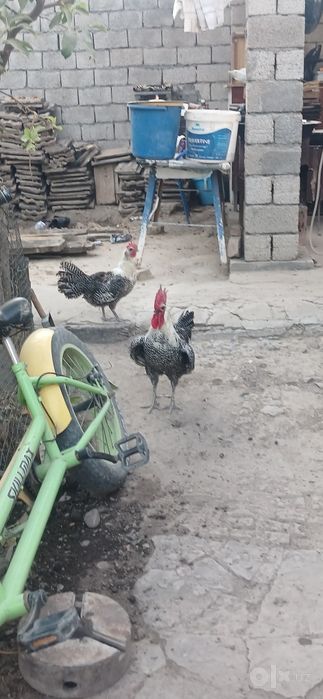 Brekir Zotli 1-para,sotiladi Barter bor