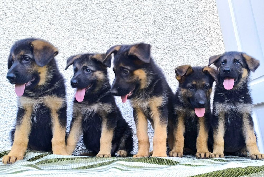 Pui Ciobanesc German