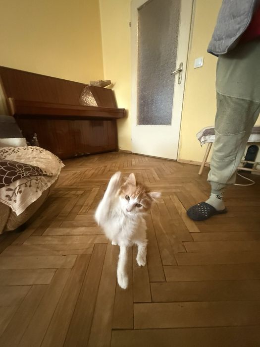 Мъжко дългокосместо коте търси своите хора