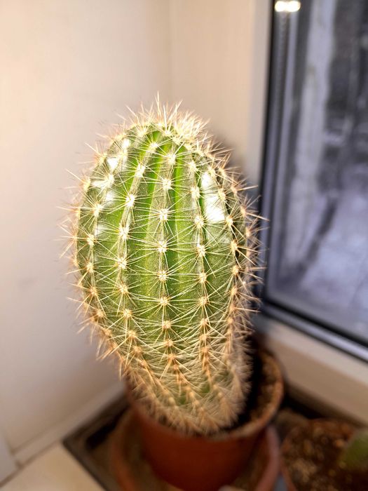 Кактус и сукуленты