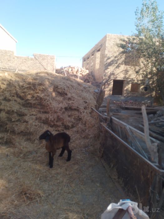 Qazoqi  q6chqorbarra  sotiladi