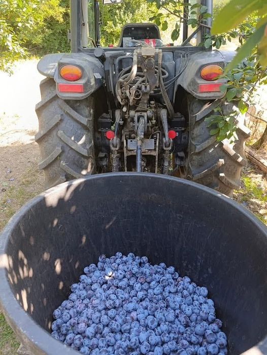 Prune de vanzare