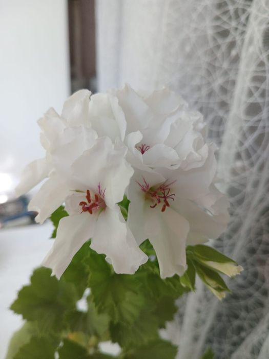 Герань королевская