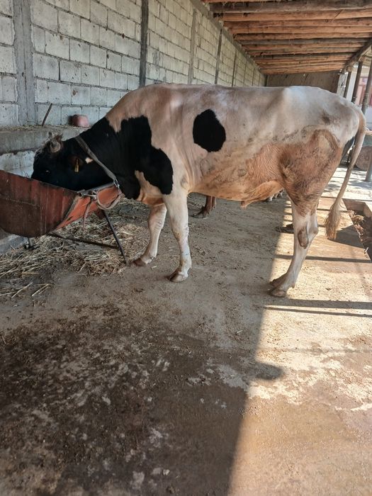 Boqiladigan gigant buqa sotiladi