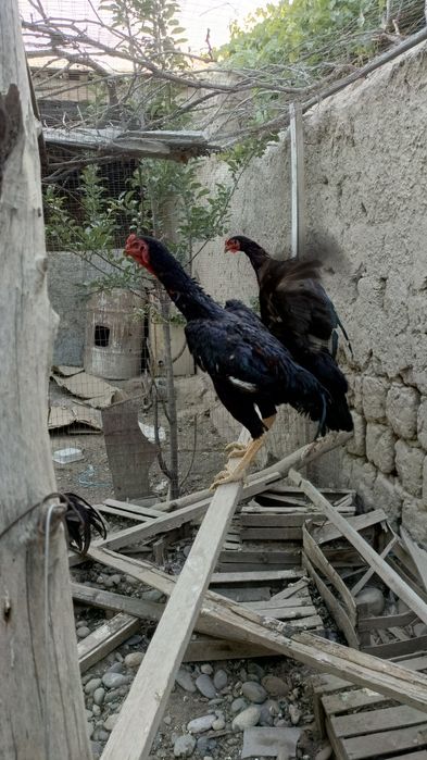 Dakan xoʻrozlar sotiladi
