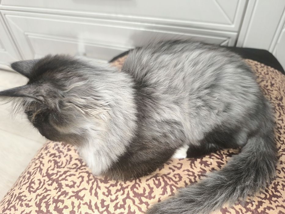 Котенок 3,5 месяца