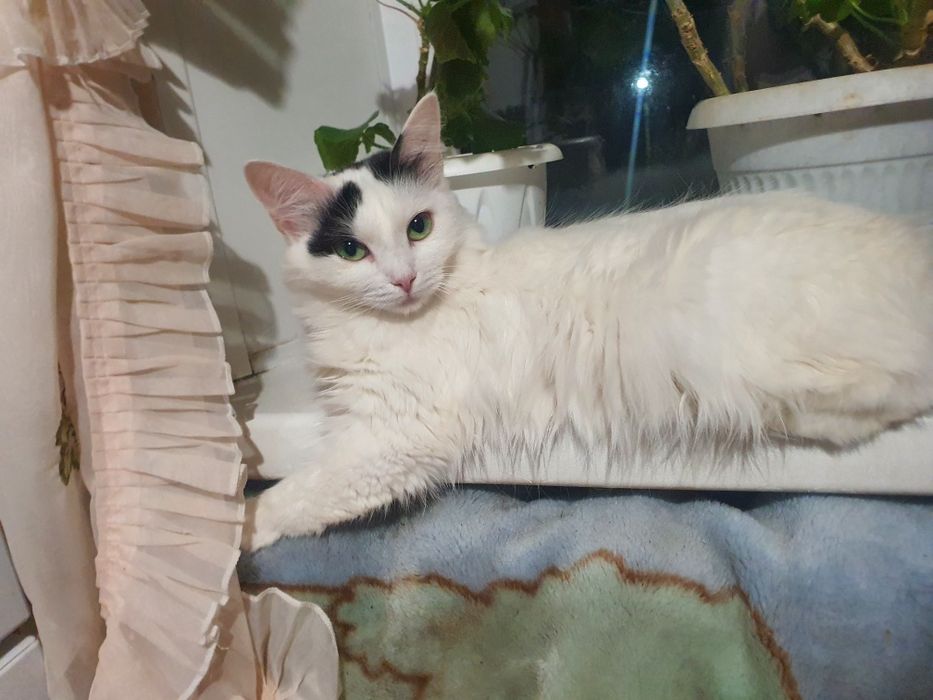 Отдам кошечку в добрые руки