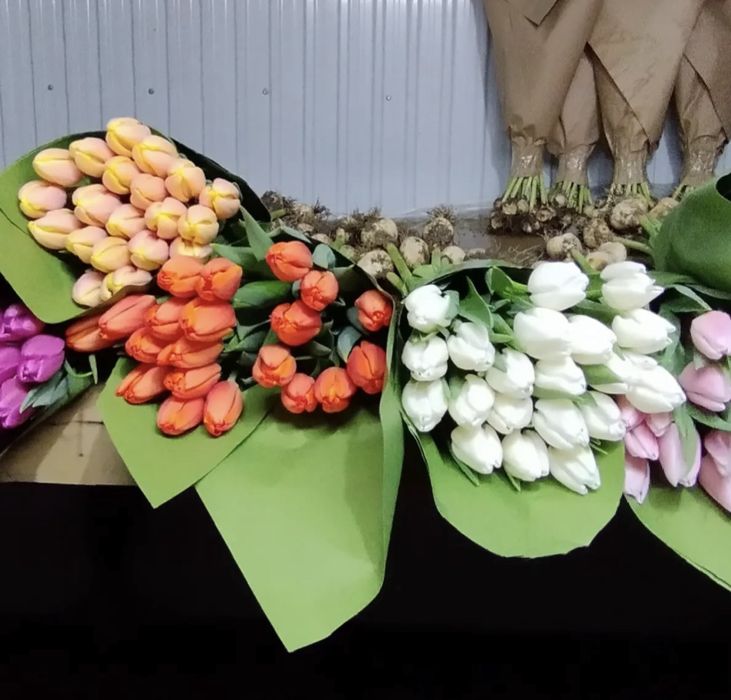 Тюльпаны голландские оптом