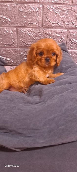 Кавалер кинг Чарльз спаниель