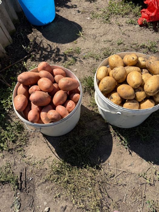 Картофель дачный