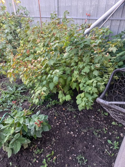 Саженцы (кусты) смародины