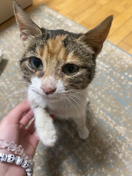 Donez pui de pisica calico