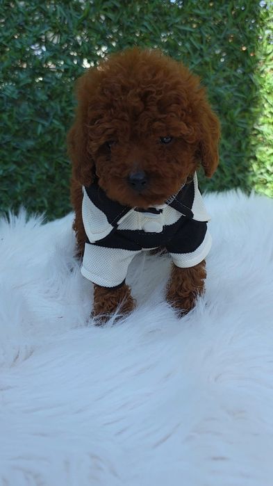 Резервирано !Пудел той момче с документ за произход