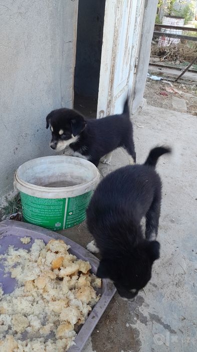 Продаются щенки сибирского хаски