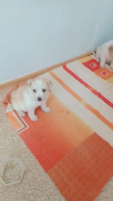 Срочно пристраиваются замечательный щенок-девочка.