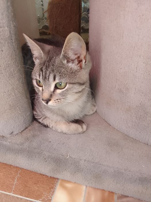 Котёнок мальчик в добрые руки