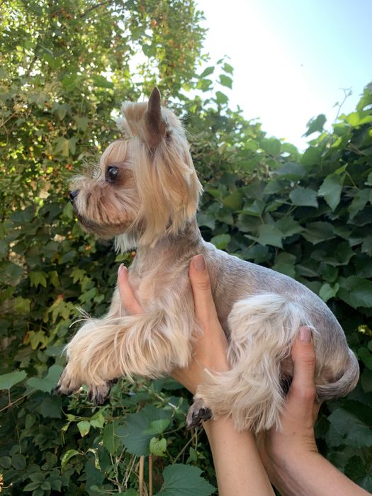 Йоркширский терьер вязка