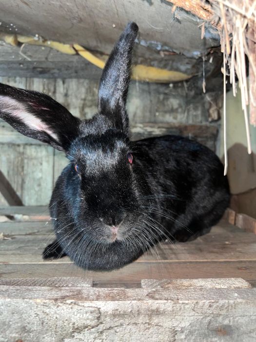 Продам самку