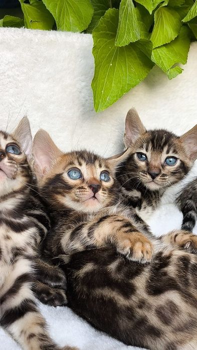 Бенгальские КОТЯТА  - под резерв