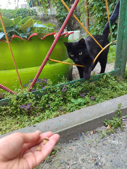 Отдам котят, возраст ~1,5 мес.