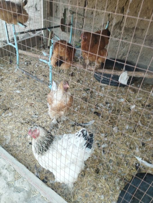 Брама товук хурозлар сотилади срочно хаммасини Бир жойда сотилади