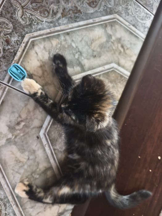 котята  в добрые руки
