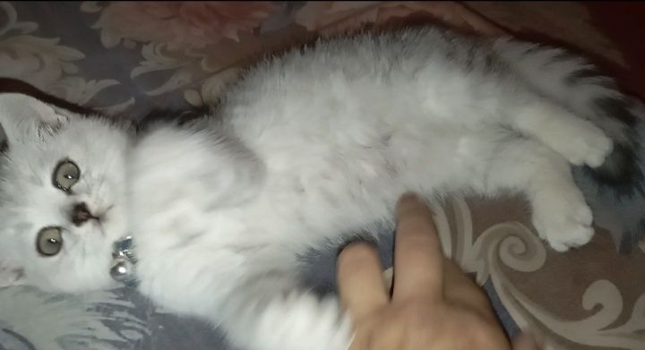 Бухоро шаҳарда мрамор Шиншилла 7 ойлик ўғилча сотилади