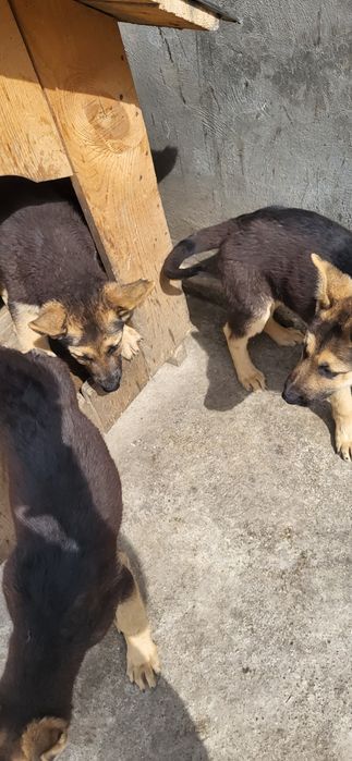 Сабака апчаркы күшик