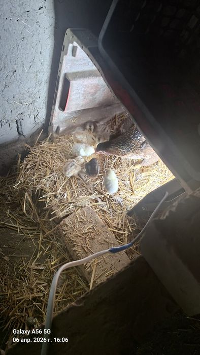 Курица с 8 головок цеплёками каждая их 3 семьи  все здоровые