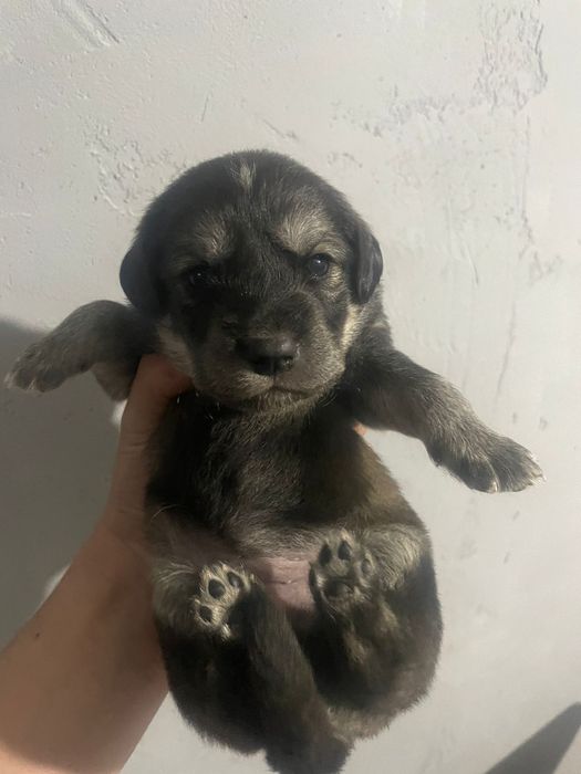 Продам щенков в хорошие руки