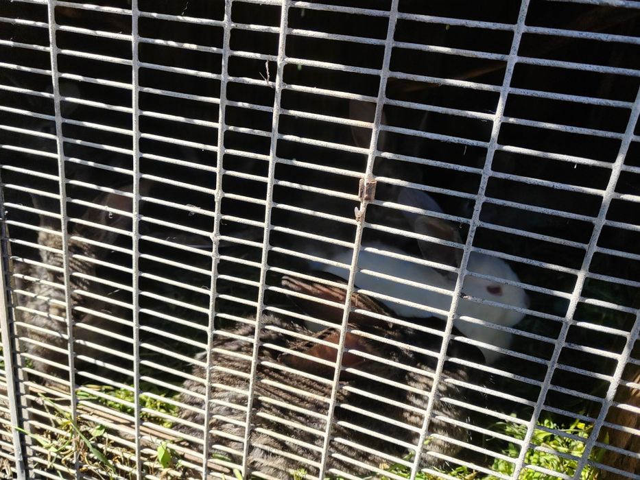 Vând pui de iepuri berbec german