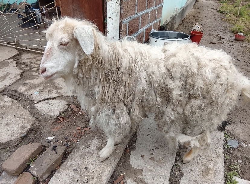 Казёл коза ешкi продам