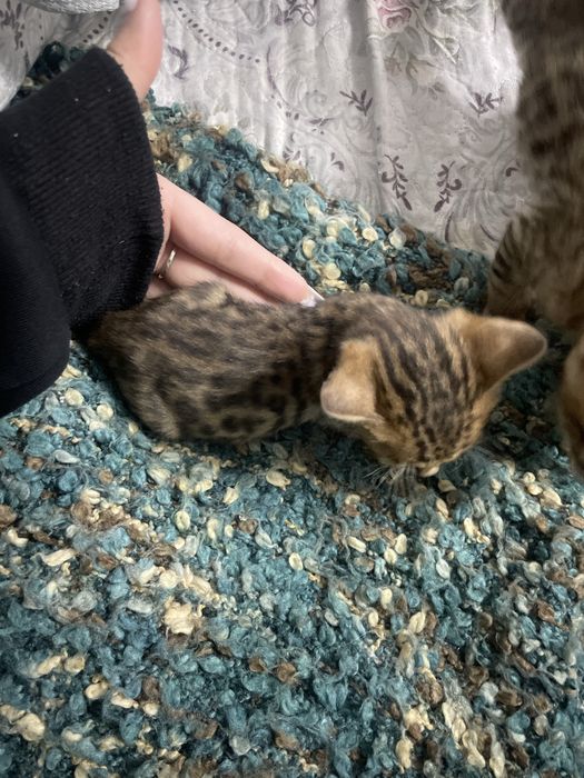 Котенок маленткий бенгал