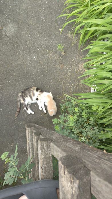 Котята в добрые руки!