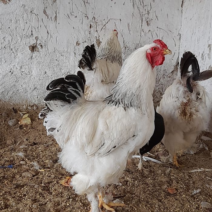 Ajoyib uxlayotgan etuk ayol bilan anal jinsiy aloqa