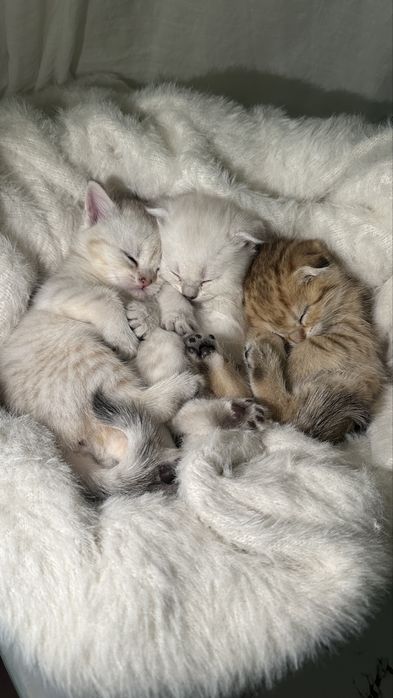 Шотландские котята
