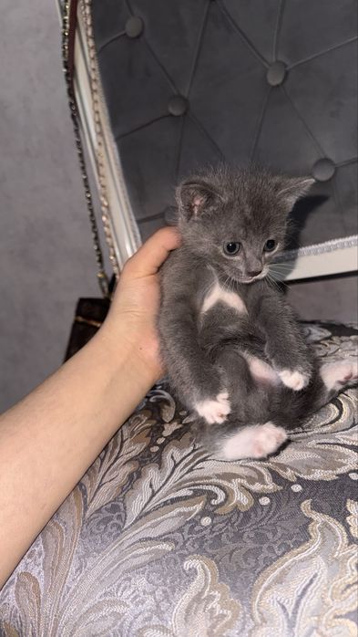 маленький котёнок